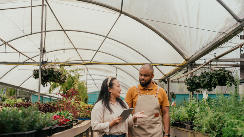 Person shopping for plants in a greenhouse and asking questions of an employee