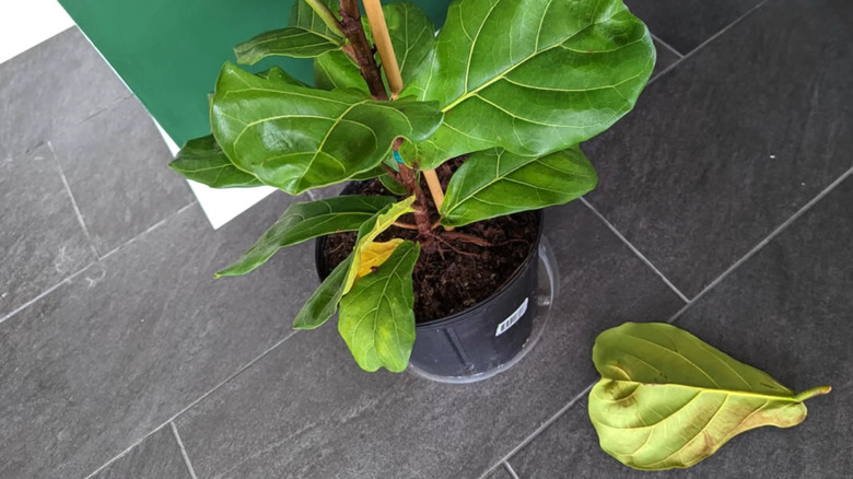 A small fiddle leaf fig plant with one of its leaves on the floor and others that look yellow