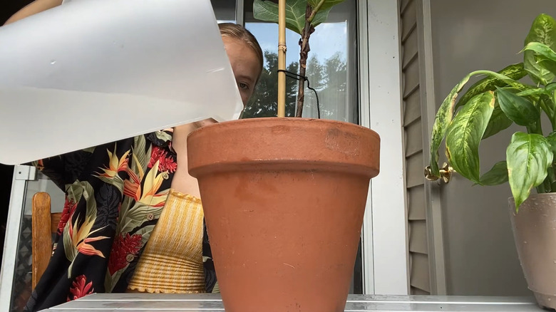 Person using a mixture of water and neem oil to treat a fiddle leaf fig for soil mites
