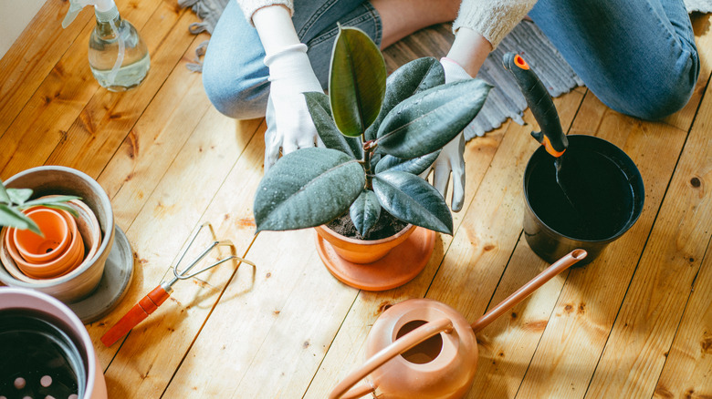 Person potting a rubber tree on wood floor