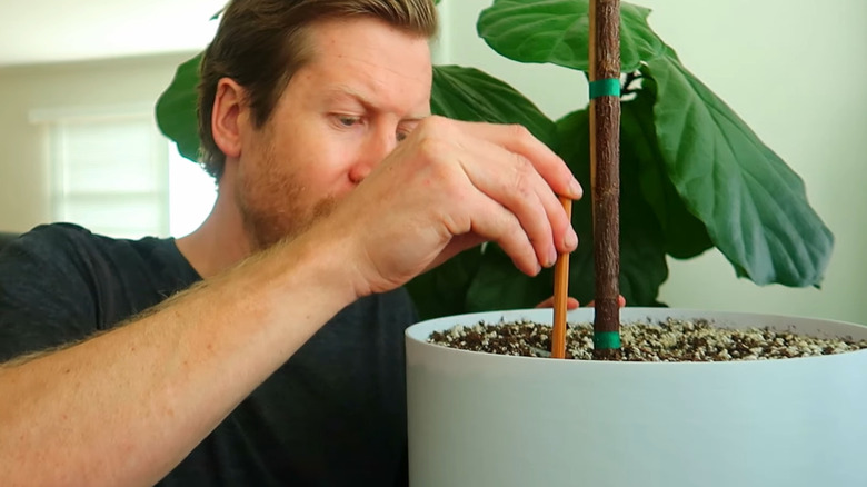 Man testing the moisture of the soil for a fiddle leaf fig by pressing a chopstick into the soil