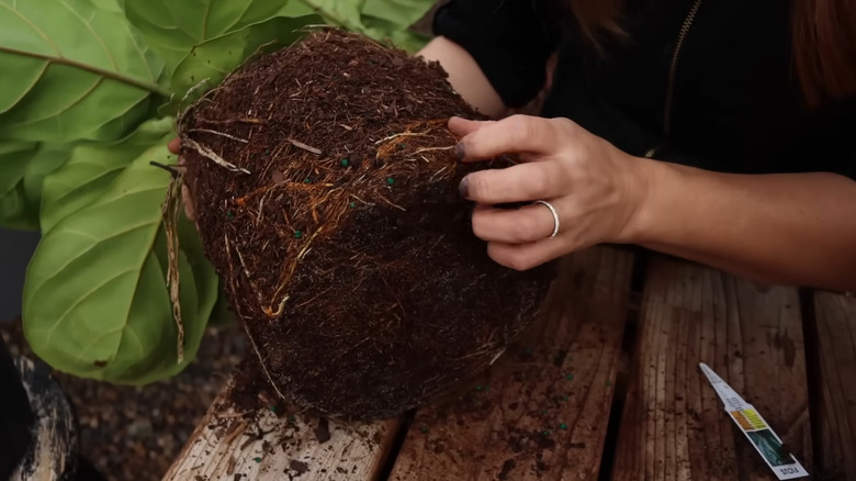 Person repotting a fiddle leaf fig with the roots and soil exposed during the process