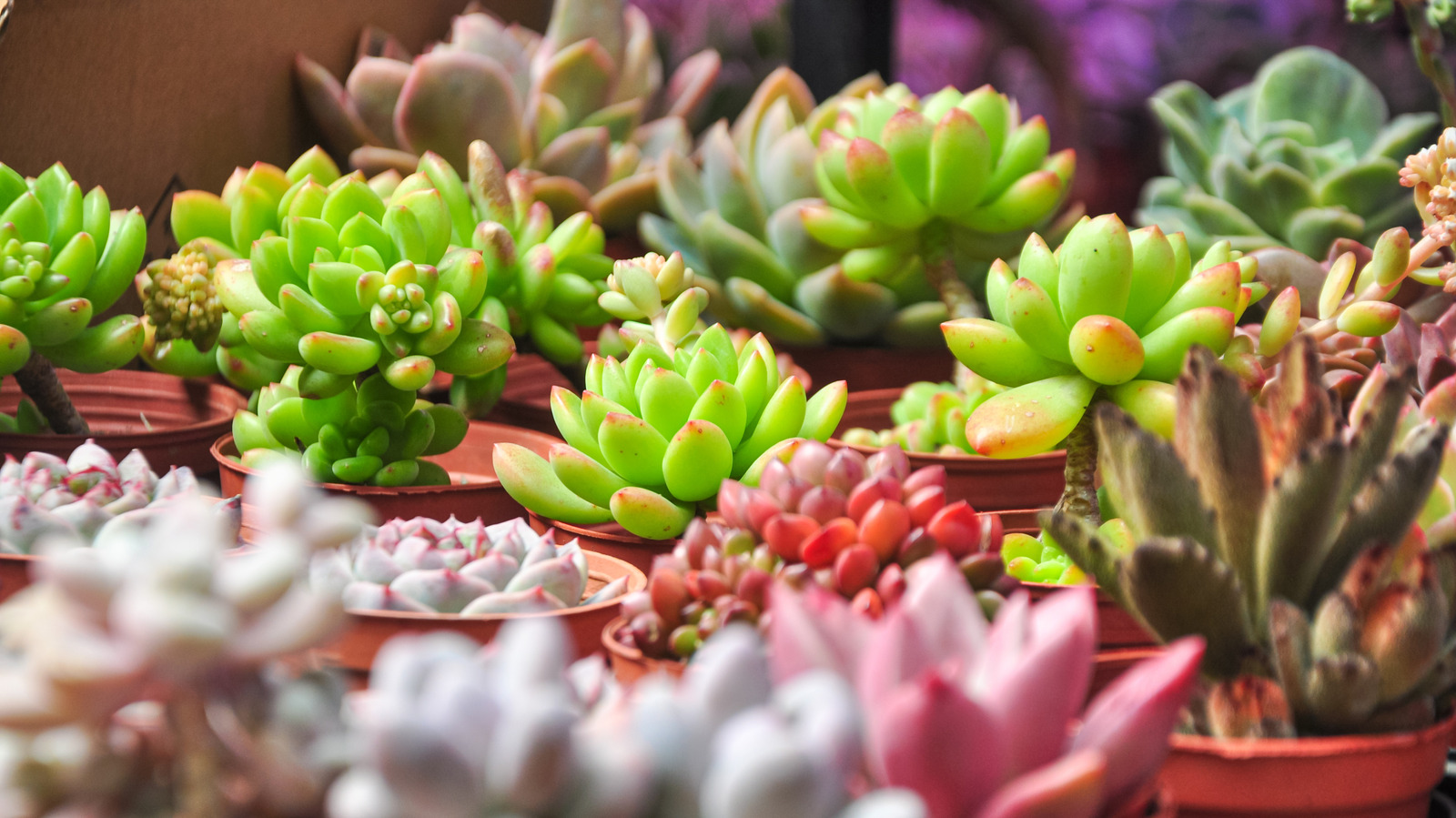 succulent faux plants Jade Green Succulent