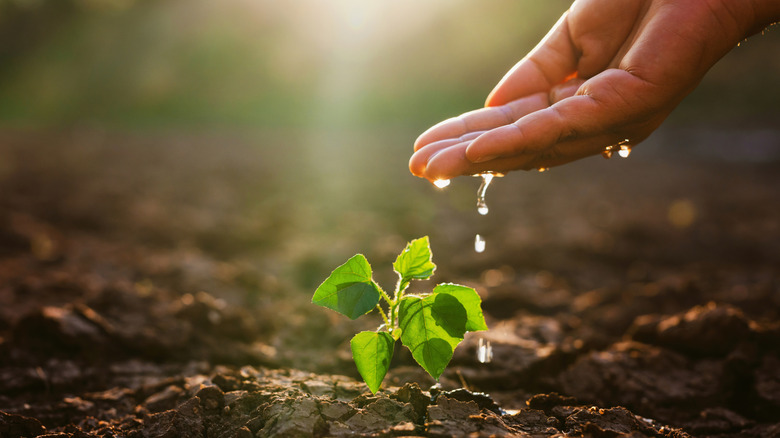 A hand dripping water onto sapling