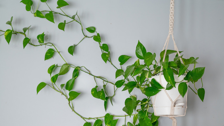 Pothos plant clinging to the wall