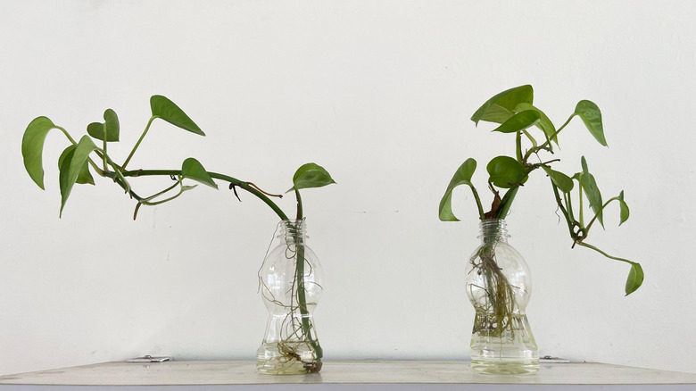 Pothos plants growing in water