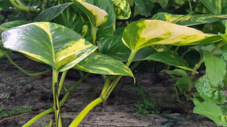 Pothos plant growing outside