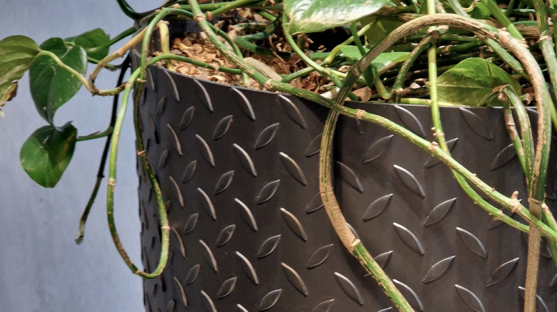 Leggy vines on pothos plant