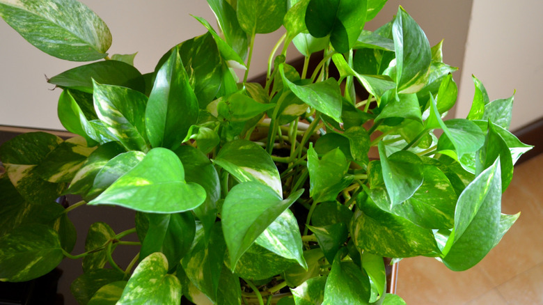 Overgrown and tangled pothos plant