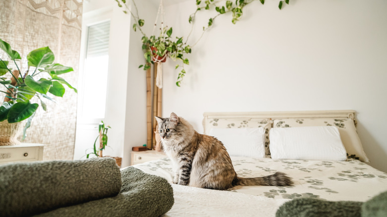 Cat sittin on bed near a pothos plant