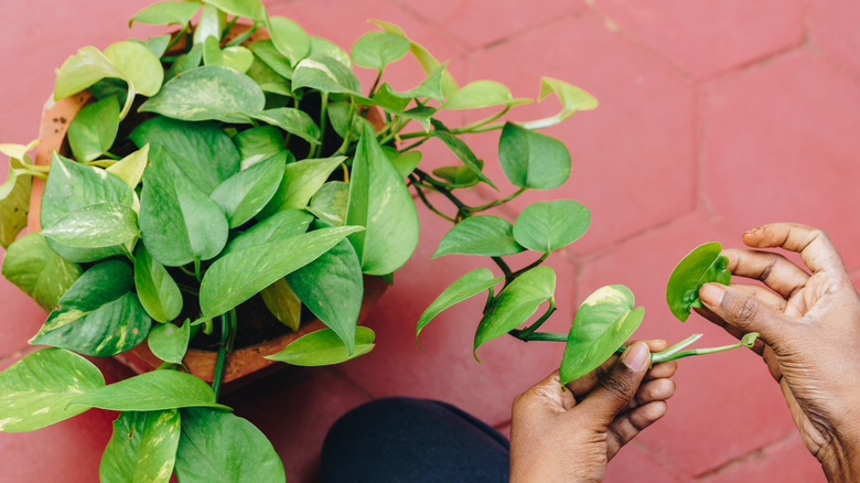 Leaf knocked off a pothos plant