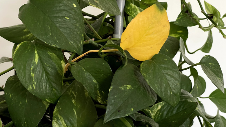 Leaves turning yellow on a pothos plant can be a sign of root rot