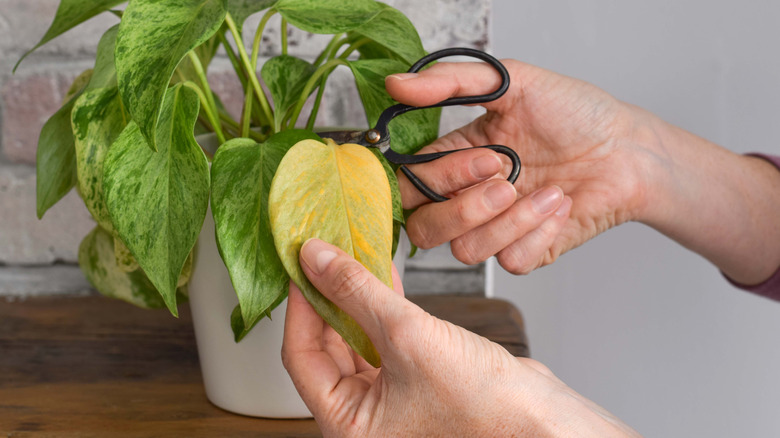 Yellowing leaves on a pothos plant being cut off
