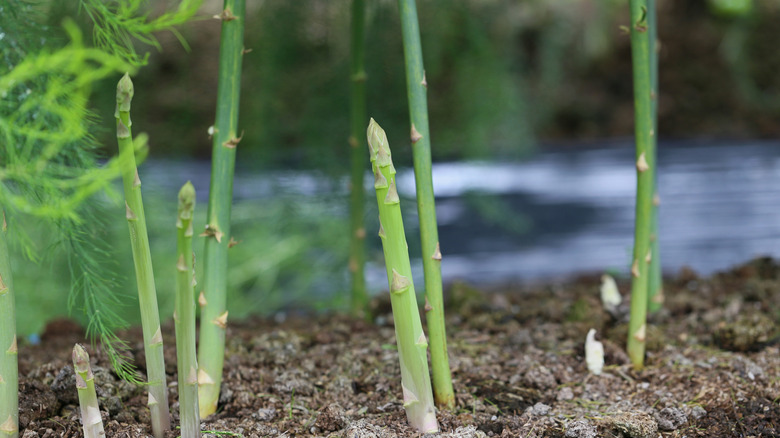 Young asparagus spears emerging from the soil
