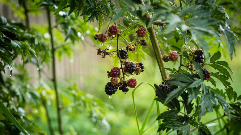 Fruiting blackberry plants