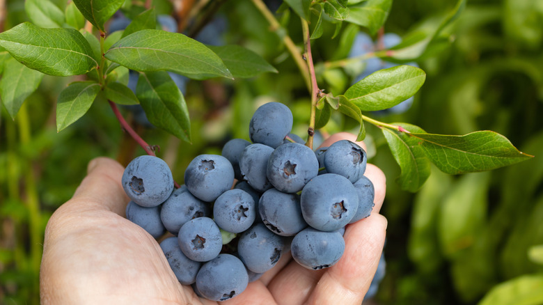 A healthy blueberry bush with a bumper crop of berries
