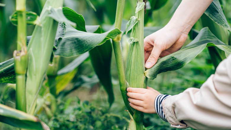 Gardener checking whether the corn cobs are ready for harvest