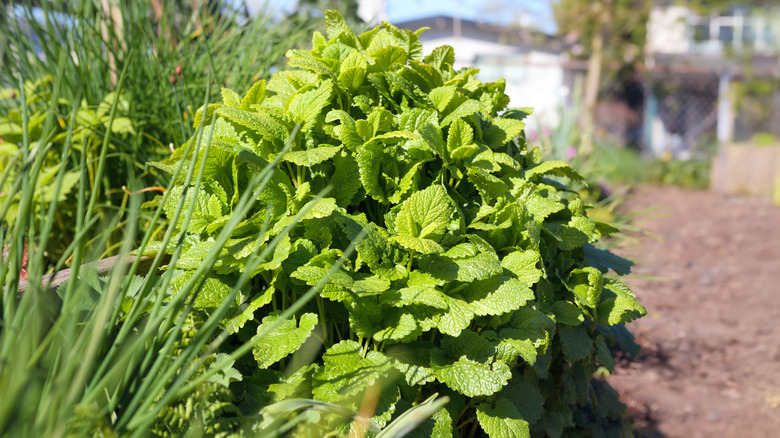 A large lemon balm plant showing its impressive growth