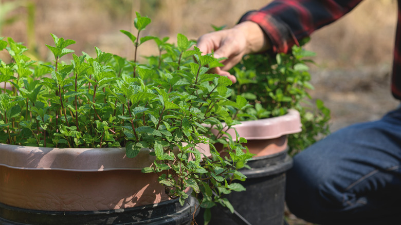 Lush and healthy mint plants growing in containers with the gardeners hand brushing across the foliage