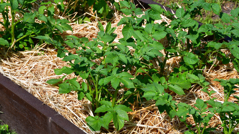Potato plants growing in their own bed