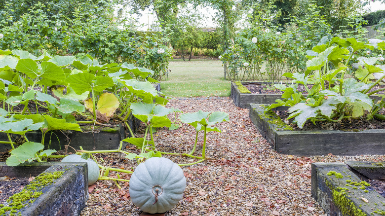 A large pumpkin plant that has escaped its garden bed