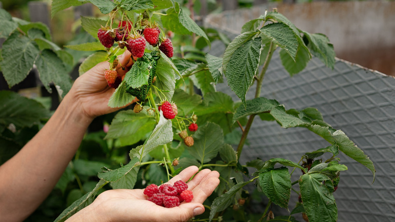 Gardener picking ripe raspberries off the canes