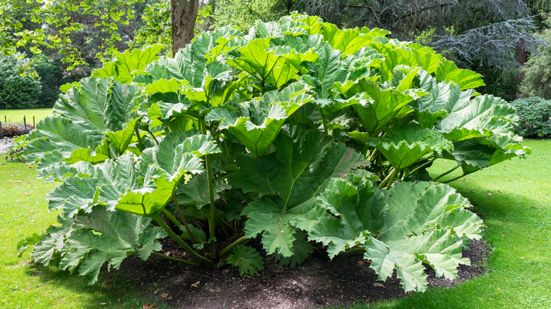 An enormous rhubarb plant in the middle of a lawn