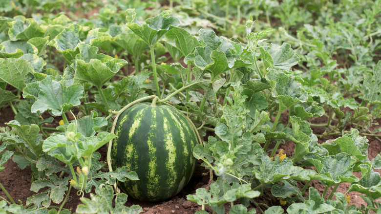 A large, rambling watermelon vine in the garden with a single fruit