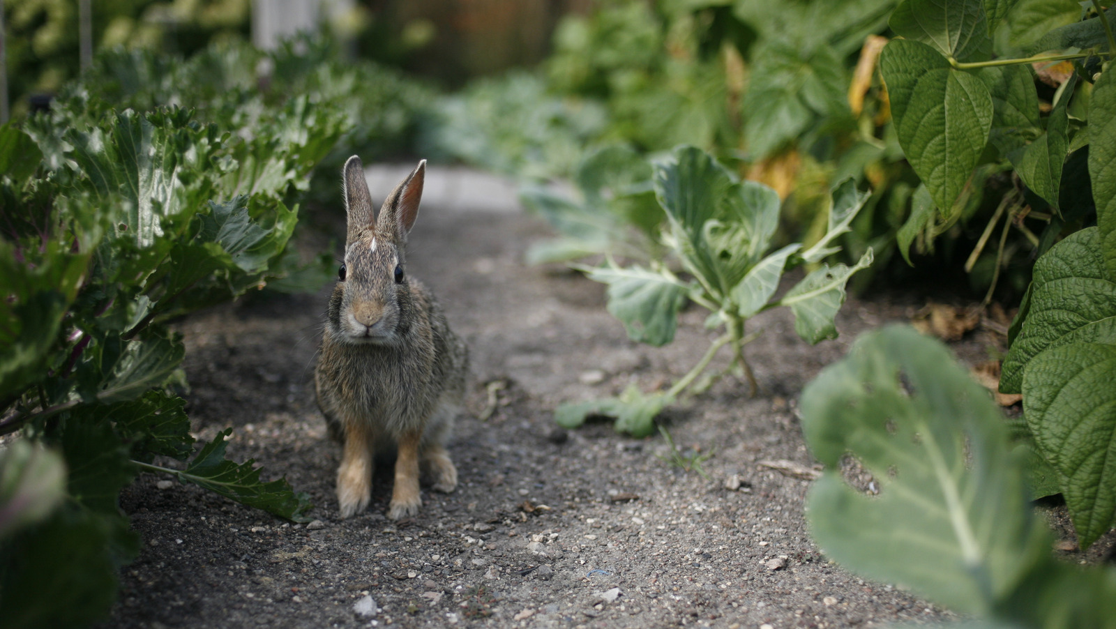 Avoid Growing These Popular Veggies If You Want To Keep Rabbits Away