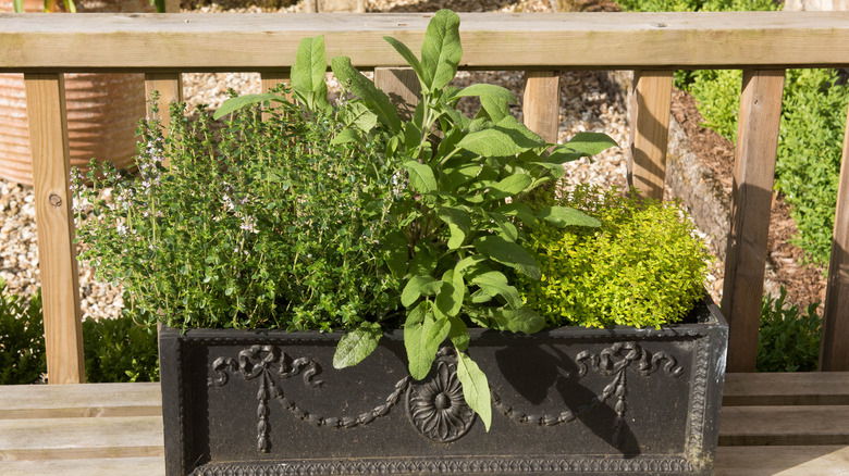 Herb planter with two types of thyme and garden sage