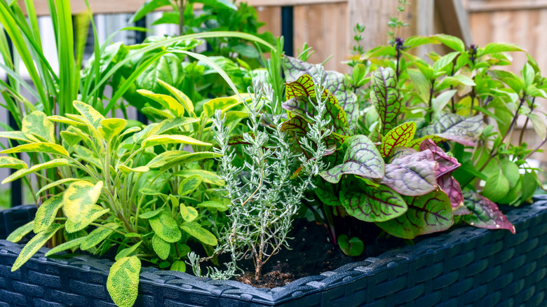 Mixed herb planter with common sage, sorrel, and basil