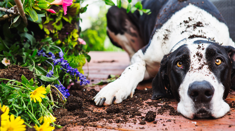 dog laying in garden