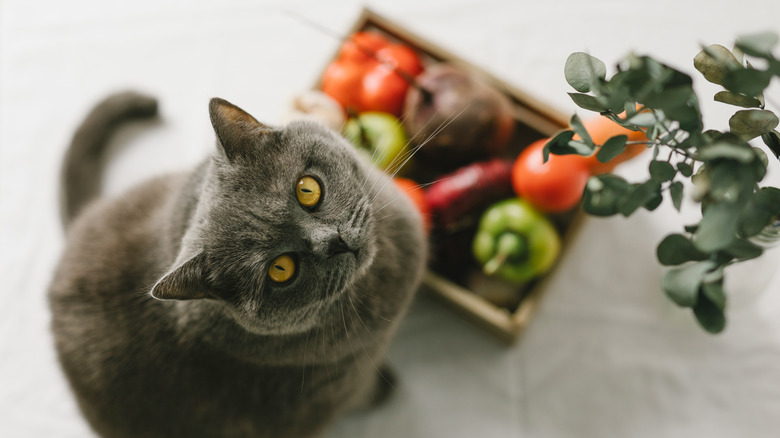 Cat sitting near tomatoes and peppers
