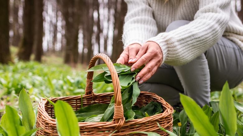 Hands grasping garlic plant leaves