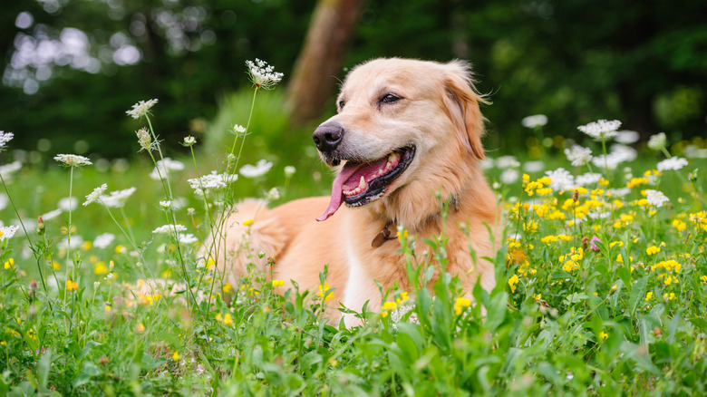 Dog laying down in grass