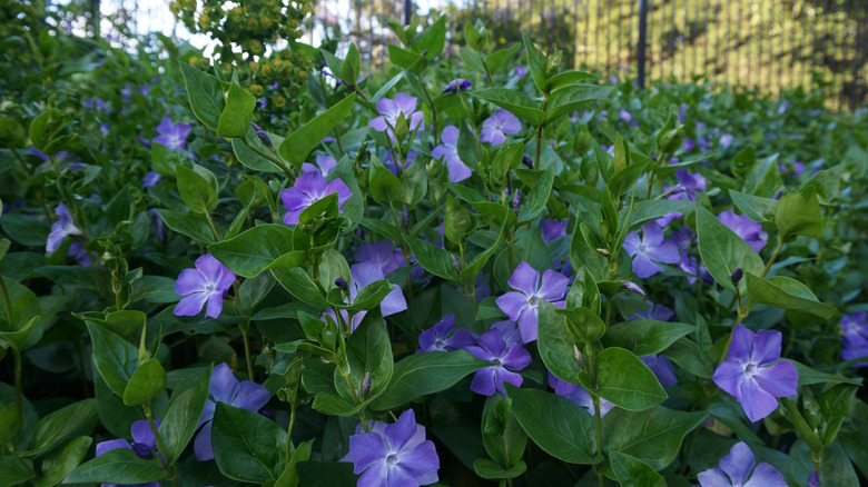 Vinca major growing in abundance near a metal fence