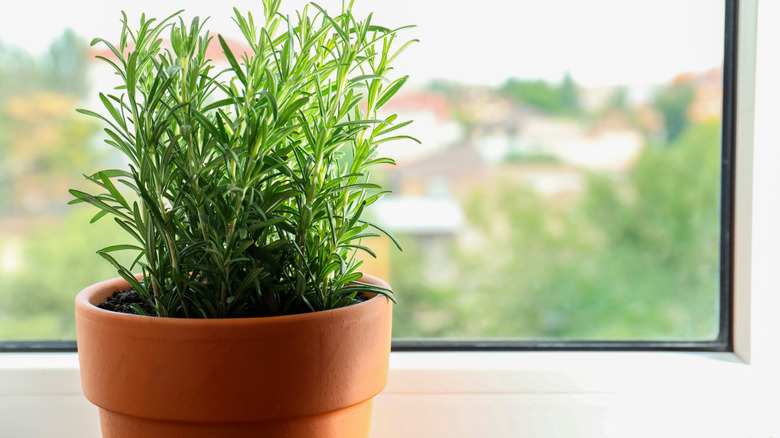Rosemary in a terracotta pot on the windowsill