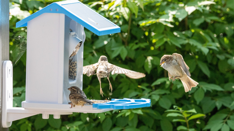 Small brown birds land and feed on seeds at a birdfeeder.