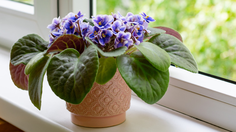 African violet on windowsill