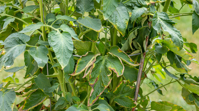 A tomato plant with some brown and yellow leaf problems