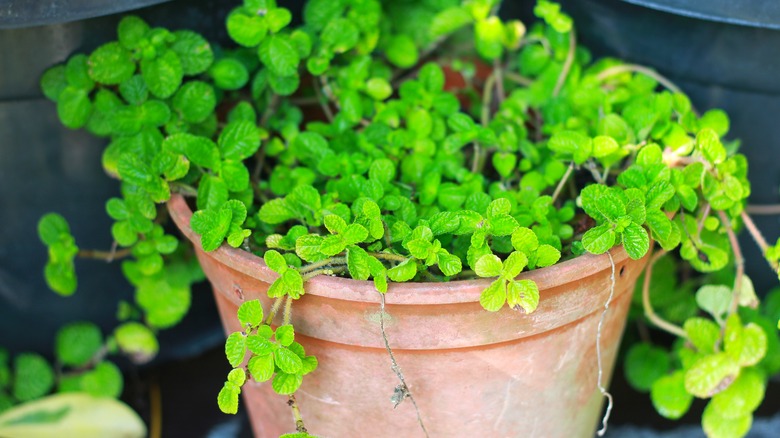 Creeping Charlie in a pot