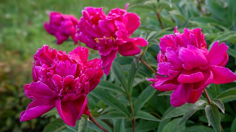 Peonies with dark pink petals