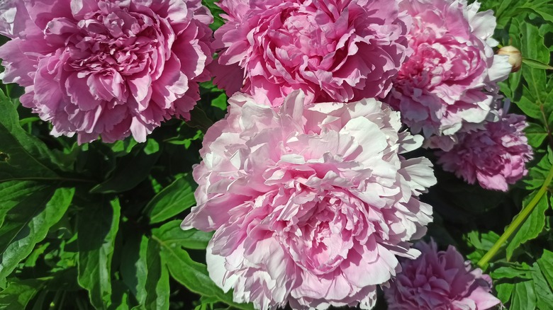 three pink peonies in bloom