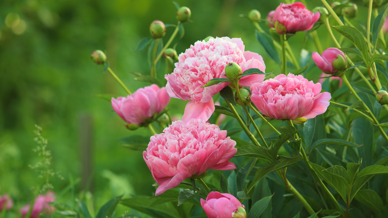 pink peonies in garden