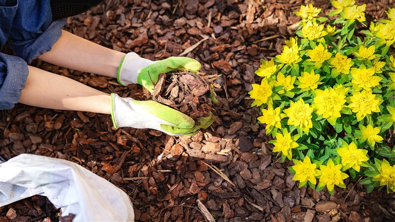 Adding mulch to flower bed