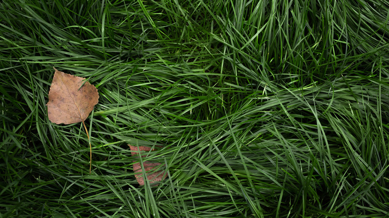 fall leaves in a patch of lush grass