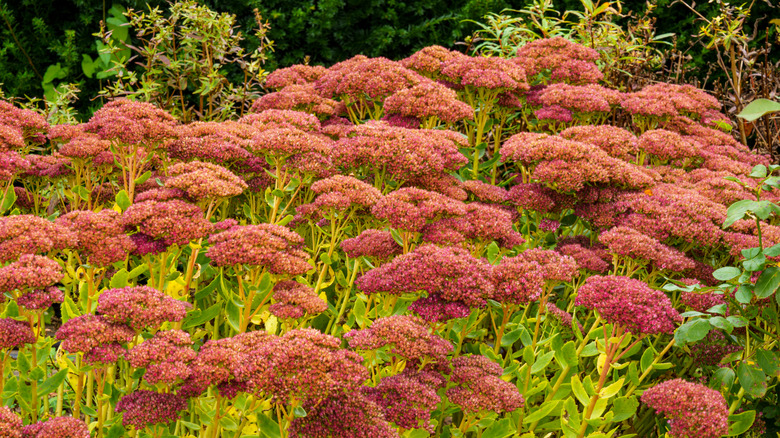 The large garden stonecrop 'Autumn Joy' (Sedum telephium), a bushy perennial that produces dark pink flowers arranged in umbels in October