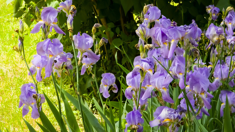 Vibrant purple Bearded Iris (Iris x germanica) flowers in full bloom,