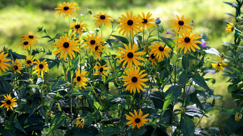Rudbeckia hirta, black-eyed Susan or gloriosa daisy, forms a vibrant cluster of yellow daisy-like flowers with dark centers and lance-shaped green leaves, blooming in a sunlit garden bed.