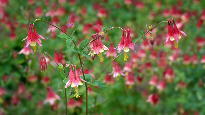 WIld columbine